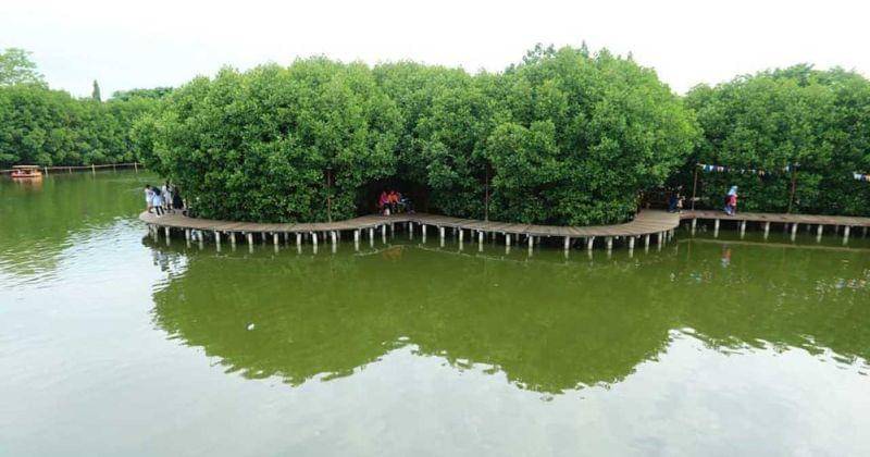 Badanotoritaborobudur.com/Maron Mangrove Edupark